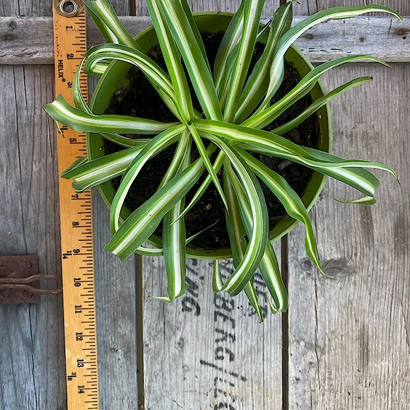 Bonnie Curly Spider Plant - Picture 3 of 3